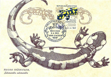 HRVATSKA FAUNA - VODOZEMCI, Pjegavi daždevnjak 